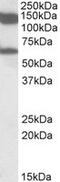 MLLT10 Histone Lysine Methyltransferase DOT1L Cofactor antibody, MBS422353, MyBioSource, Western Blot image 