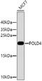 DNA Polymerase Delta 4, Accessory Subunit antibody, GTX64919, GeneTex, Western Blot image 