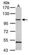 GRIP1 Associated Protein 1 antibody, PA5-34893, Invitrogen Antibodies, Western Blot image 