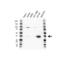 Galectin 4 antibody, VPA00521, Bio-Rad (formerly AbD Serotec) , Western Blot image 