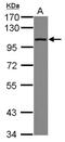 DEAD-Box Helicase 23 antibody, NBP2-16130, Novus Biologicals, Western Blot image 