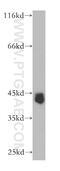 Cyclin E2 antibody, 11935-1-AP, Proteintech Group, Western Blot image 
