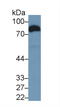 CD36 Molecule antibody, LS-C295968, Lifespan Biosciences, Western Blot image 