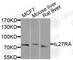 Interleukin-27 receptor subunit alpha antibody, A8176, ABclonal Technology, Western Blot image 