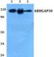 Rho GTPase Activating Protein 30 antibody, A11645, Boster Biological Technology, Western Blot image 
