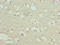 KIAA0319 Like antibody, LS-C378113, Lifespan Biosciences, Immunohistochemistry paraffin image 