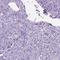 Apolipoprotein E antibody, HPA065539, Atlas Antibodies, Immunohistochemistry paraffin image 