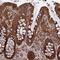 Transmembrane And Ubiquitin Like Domain Containing 2 antibody, PA5-60253, Invitrogen Antibodies, Immunohistochemistry frozen image 