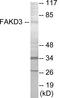 FAST Kinase Domains 3 antibody, EKC1814, Boster Biological Technology, Western Blot image 