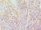 Elongin A antibody, LS-C377484, Lifespan Biosciences, Immunohistochemistry paraffin image 