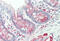 Adenosine A1 Receptor antibody, MBS248179, MyBioSource, Immunohistochemistry frozen image 
