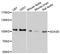 SRY-Box 30 antibody, abx126624, Abbexa, Western Blot image 