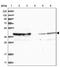 Mitochondrial import receptor subunit TOM40 homolog antibody, PA5-57575, Invitrogen Antibodies, Western Blot image 