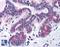 Sorting Nexin 16 antibody, LS-B4965, Lifespan Biosciences, Immunohistochemistry frozen image 