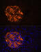 Pancreatic Lipase Related Protein 2 (Gene/Pseudogene) antibody, 14-689, ProSci, Immunofluorescence image 