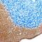 Delta/Notch Like EGF Repeat Containing antibody, PA5-47280, Invitrogen Antibodies, Immunohistochemistry frozen image 