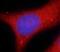 Eseptin antibody, FNab07729, FineTest, Immunofluorescence image 