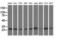 Adenylate Kinase 3 antibody, LS-C175791, Lifespan Biosciences, Western Blot image 