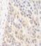 Spermatogenesis Associated 2 antibody, NBP2-04071, Novus Biologicals, Immunohistochemistry paraffin image 