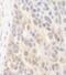 Spermatogenesis-associated protein 2 antibody, NBP2-04071, Novus Biologicals, Immunohistochemistry paraffin image 