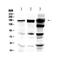 EGFR antibody, A00023, Boster Biological Technology, Western Blot image 