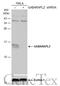 GABA Type A Receptor Associated Protein Like 2 antibody, GTX132666, GeneTex, Western Blot image 