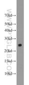 Transcription Factor A, Mitochondrial antibody, 23996-1-AP, Proteintech Group, Western Blot image 