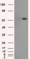 Histone Deacetylase 10 antibody, LS-C114807, Lifespan Biosciences, Western Blot image 