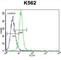 Potassium voltage-gated channel subfamily H member 2 antibody, abx034115, Abbexa, Western Blot image 