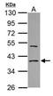 Eukaryotic translation initiation factor 2 subunit 1 antibody, PA5-29593, Invitrogen Antibodies, Western Blot image 