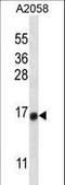 Testis Expressed 261 antibody, LS-C161811, Lifespan Biosciences, Western Blot image 