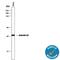 Annexin A2 antibody, MAB3928, R&D Systems, Western Blot image 