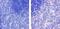 C-X-C Motif Chemokine Ligand 9 antibody, 701117, Invitrogen Antibodies, Immunohistochemistry paraffin image 
