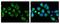 Sorting nexin-5 antibody, GTX118542, GeneTex, Immunocytochemistry image 