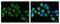 Sorting Nexin 5 antibody, GTX118542, GeneTex, Immunocytochemistry image 