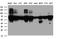 BCL2 Interacting Protein Like antibody, LS-C791988, Lifespan Biosciences, Western Blot image 