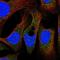 Peroxisomal Biogenesis Factor 19 antibody, NBP2-55465, Novus Biologicals, Immunofluorescence image 