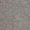 TOLIP antibody, FNab10220, FineTest, Immunohistochemistry frozen image 