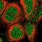 C-Type Lectin Domain Containing 7A antibody, NBP2-13845, Novus Biologicals, Immunocytochemistry image 