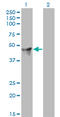 Cytohesin 2 antibody, LS-C105077, Lifespan Biosciences, Western Blot image 