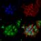 Ataxin 1 antibody, 56550, QED Bioscience, Immunocytochemistry image 