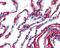 Collagen Type VI Alpha 1 Chain antibody, 49-569, ProSci, Immunohistochemistry frozen image 
