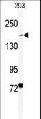 BCL6 Corepressor antibody, LS-C100540, Lifespan Biosciences, Western Blot image 