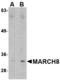  antibody, LS-B3856, Lifespan Biosciences, Western Blot image 