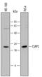 Cysteine And Glycine Rich Protein 2 antibody, AF6196, R&D Systems, Western Blot image 
