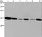 Emerin antibody, LS-C401635, Lifespan Biosciences, Western Blot image 
