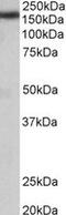 Terminal Uridylyl Transferase 4 antibody, MBS422733, MyBioSource, Western Blot image 