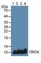 Apolipoprotein C1 antibody, LS-C298316, Lifespan Biosciences, Western Blot image 