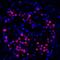 MAFA antibody, A700-067, Bethyl Labs, Immunohistochemistry frozen image 