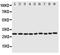 Peroxiredoxin 3 antibody, PA1836, Boster Biological Technology, Western Blot image 